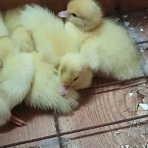 Чучаи индоутка, Душанбе
