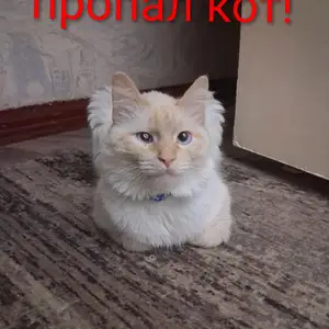 Пропал кот Кузя, Бустон (Чкаловск)