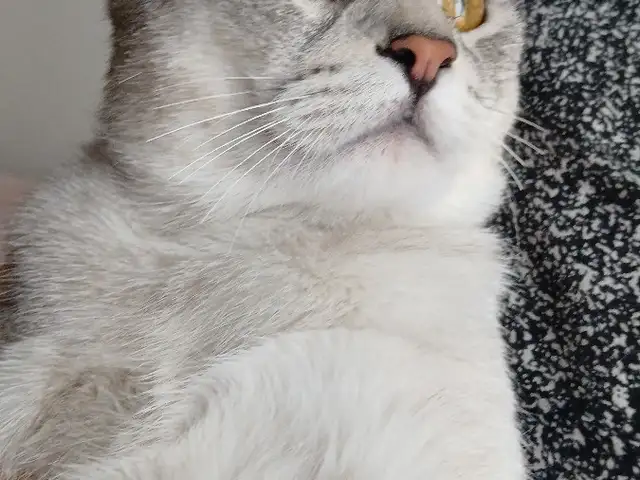 Британский кот на вязку, Душанбе