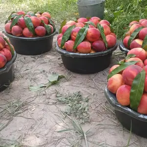 Шафтолуй Хукумуфи, Бохтар (Курган-Тюбе)