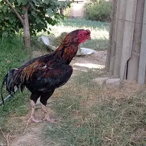 Дакан, Турсунзаде