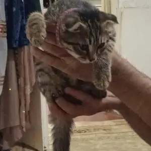 Кот вислоухий, Душанбе