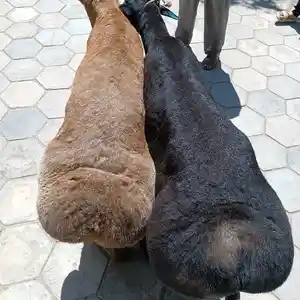 Гусфанд, Худжанд