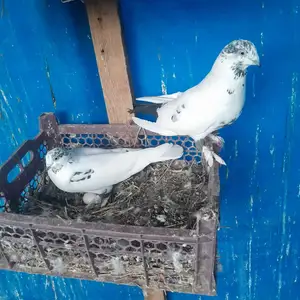 Кафтархона, Вахдат