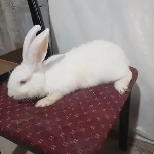 Харгуш, Душанбе