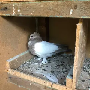 Кафтар, Исфара