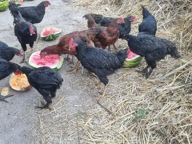 Хуруз, Хуҷанд
