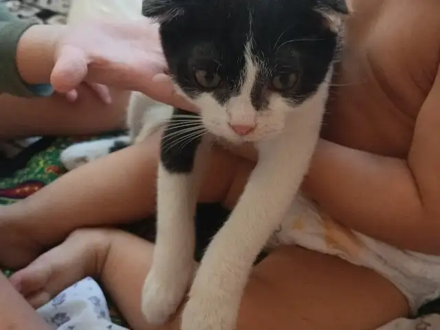 Шотландская кошечка, Душанбе