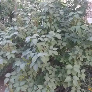Сирень, Душанбе