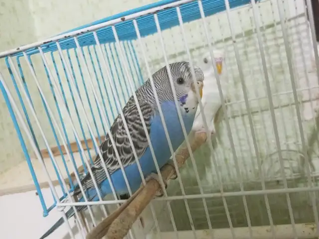 Попугай с клеткой, Душанбе
