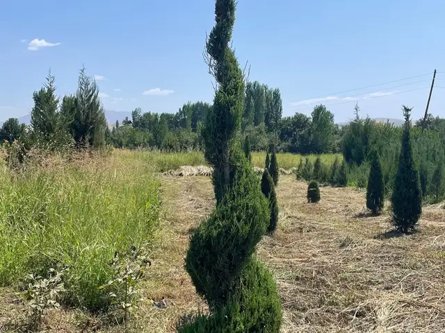 Можжевельник Спираль, Душанбе