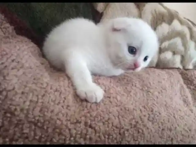 Котенок, Душанбе