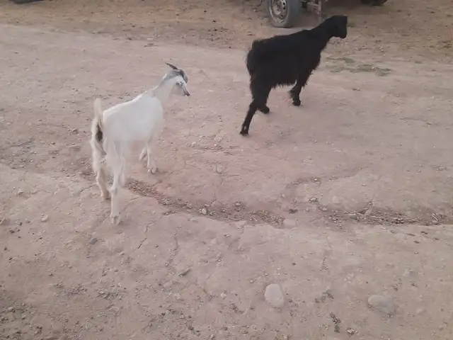 Бузхо, Душанбе