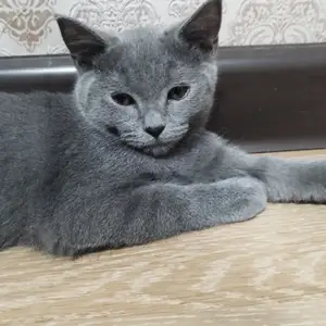Шотланка прямоухий, Худжанд