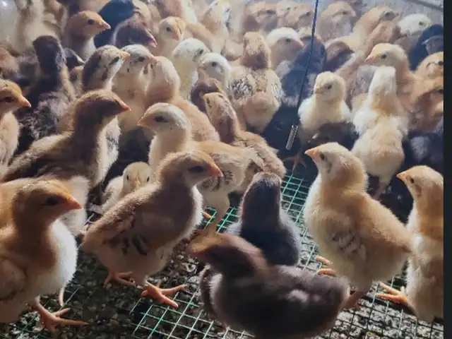 Чучаи ломан, Вахдат