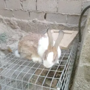 Харгуш, Душанбе