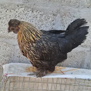 Мурги Японча, Ваҳдат