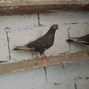 Кафтар, Гиссар