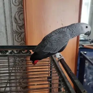 Попугай жако, Душанбе