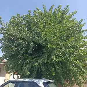 Дарахтони тут, Хуҷанд