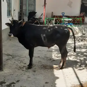 Букаи Карпат, Куляб