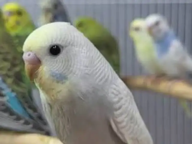 Попугай, Душанбе