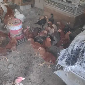 Чучохои ломан, Вахдат