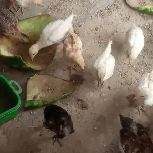 Чучахо, Душанбе
