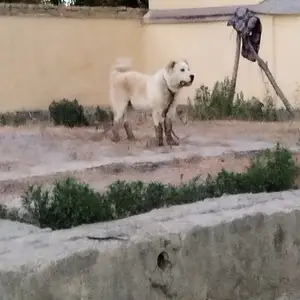 Алабай, Бохтар (Курган-Тюбе)