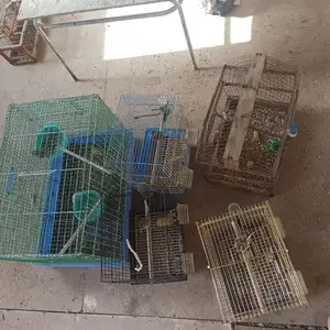 Щегол, Душанбе