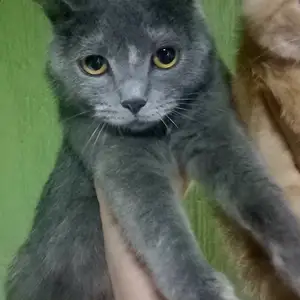 Британская кошка, Душанбе