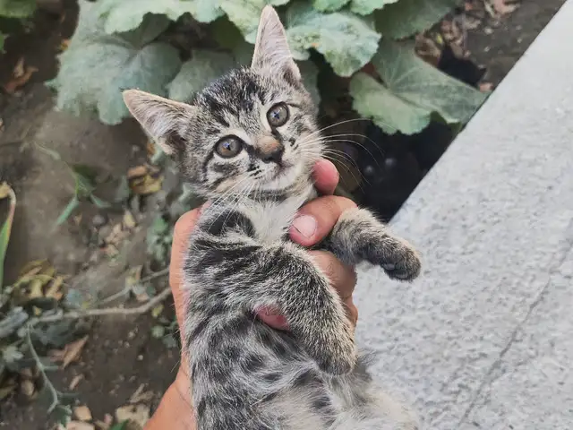 Котята, Худжанд