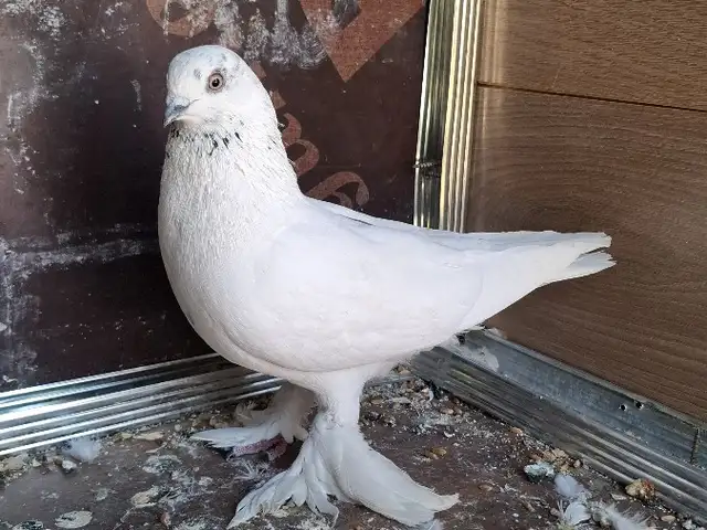 Голубь, Душанбе