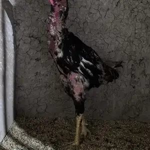 Дакан, Қубодиён