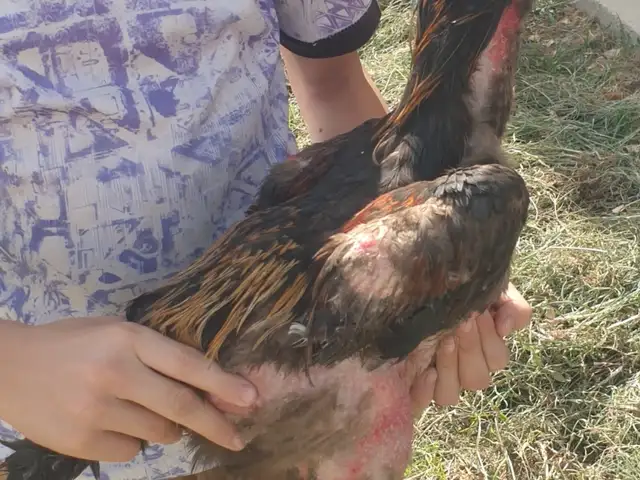 Дакан узбеки, Душанбе