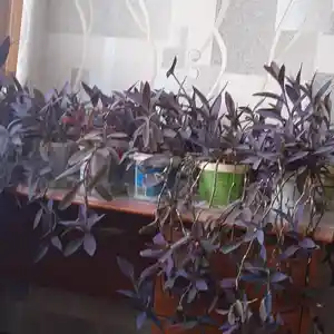 Гулхои хонаги, Душанбе
