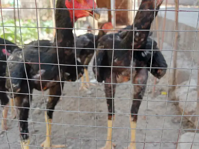 Чуча, Хуҷанд