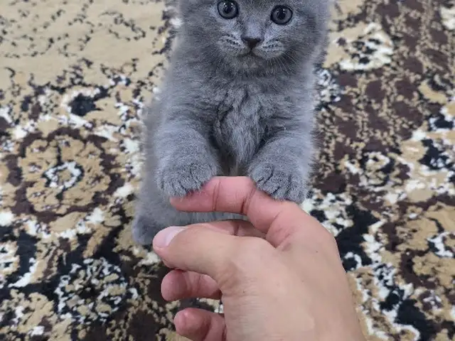 Котята, Хуҷанд