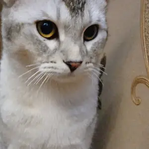 Кот, Душанбе