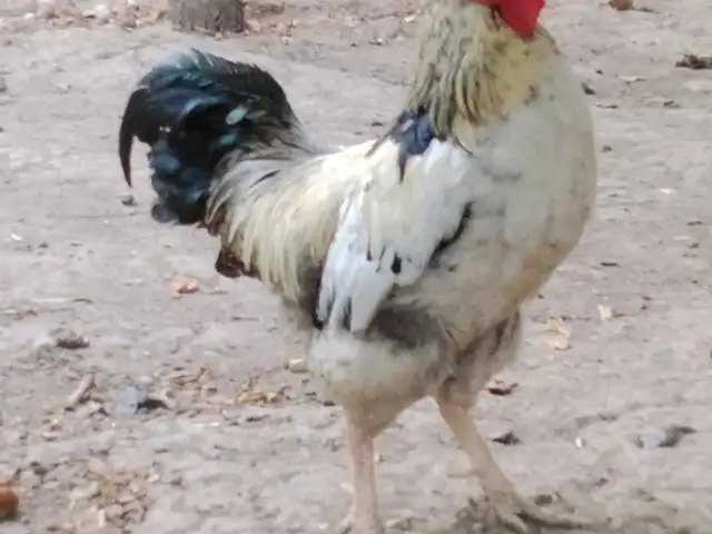 Хурузи калон, Душанбе