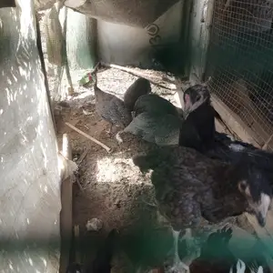 Мурги сасарка, Бобоҷон Ғафуров