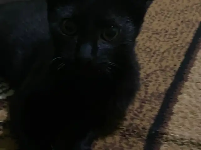 Шотланский кот, Душанбе