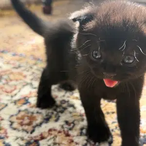 Котенок вислоушка, Душанбе