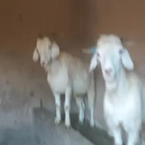 Буз, Душанбе