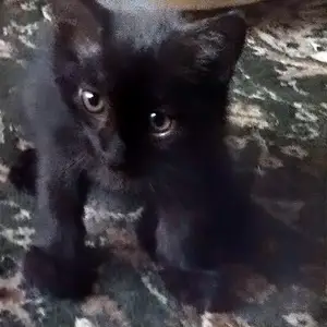 Котята даром, Душанбе