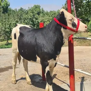 Гов, Худжанд