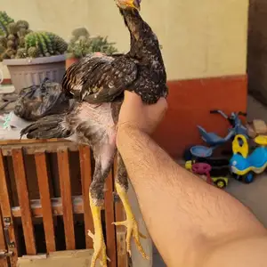 Дакан чуча, Турсунзаде