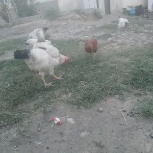 Мург ва хурусхои рябушка, Душанбе