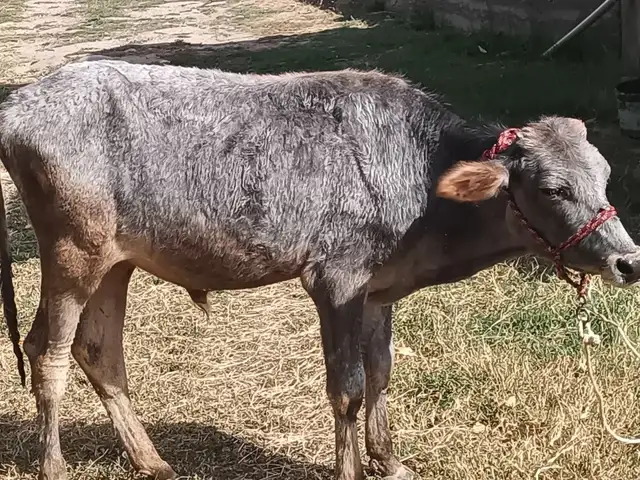 Буқа, Душанбе