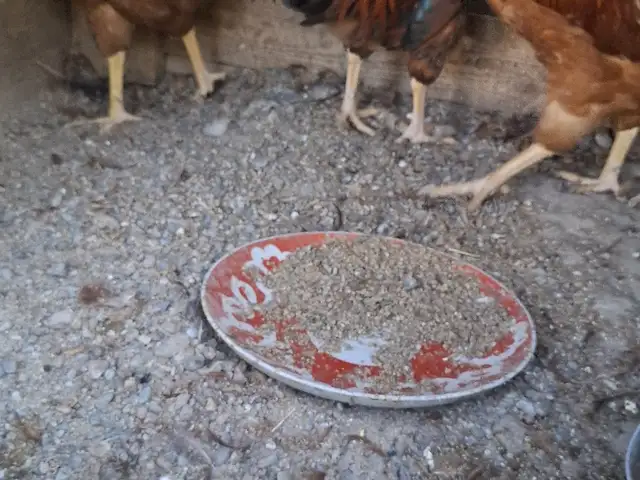Хурузчучахои ломан, Конибодом
